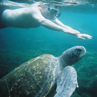 Richard and Turtle underwater